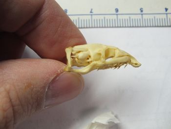 Media type: image;   Herpetology R-4211